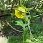 Geum × intermedium Flor
