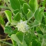 Crotalaria emarginella Otro