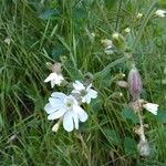 Silene latifoliaFlor