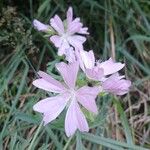 Malva moschata Floare