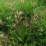 Plantago argentea Hàbitat