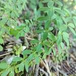 Cruciata glabra Blad