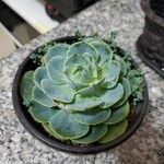 Echeveria australis Leaf