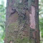 Pouteria aubrevillei چھال