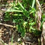 Leucanthemopsis alpina 葉