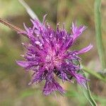 Centaurea scabiosaFlower