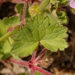 Geranium rotundifoliumഇല