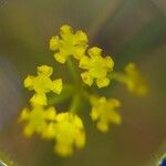 Bupleurum falcatum फूल