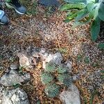 Mammillaria karwinskiana Habitat