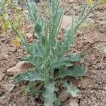 Hesperis laciniata Leaf