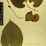 Aristolochia griffithii ᱮᱴᱟᱜ