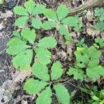 Panax quinquefolius Blad