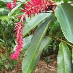 Alpinia purpurata Blomma