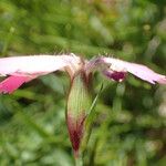 Dianthus pavonius Fleur