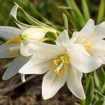 Fritillaria pluriflora Květ