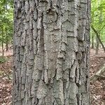 Quercus montana Corteza