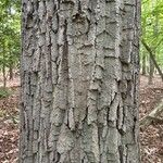 Quercus montana Bark