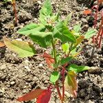 Chenopodium giganteum ᱥᱟᱠᱟᱢ