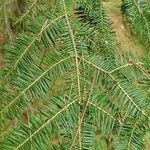Abies balsamea 叶