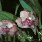 Bifrenaria tyrianthina Fleur