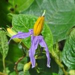 Solanum paludosum Λουλούδι