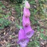 Digitalis thapsiফুল