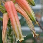 Aloe tomentosa Fruit