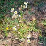 Erigeron strigosusFlor