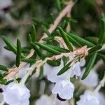 Erica canaliculata ഇല