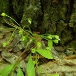 Claytonia caroliniana Floro