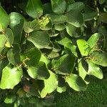 Beilschmiedia miersii Leaf