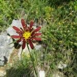 Tragopogon crocifolius Květ