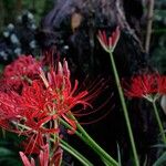Lycoris radiata Flor