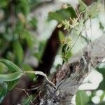 Dendrobium poissonianum Habitat