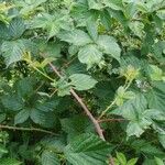 Rubus bertramii Blad