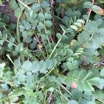 Sanguisorba minor Leaf