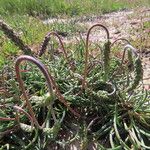 Plantago crassifolia Hoja