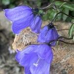 Campanula cochleariifolia 花