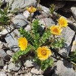 Geum reptansFloro