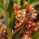 Dendrobium cymatoleguum Fruit