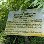 Blechnum gibbum Прочее