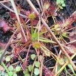 Drosera intermediaLiść