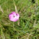 Dianthus sylvestris ᱵᱟᱦᱟ