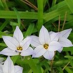 Ipheion uniflorum Flor