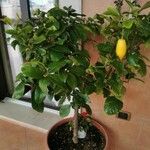 Citrus medica List