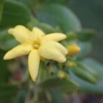 Chrysojasminum odoratissimum Blüte