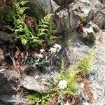 Asplenium cuneifolium Kvet