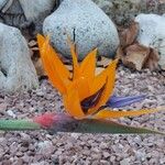 Strelitzia reginaeLorea