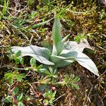 Ophrys fuciflora മറ്റ്