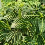 Aphelandra squarrosa 葉